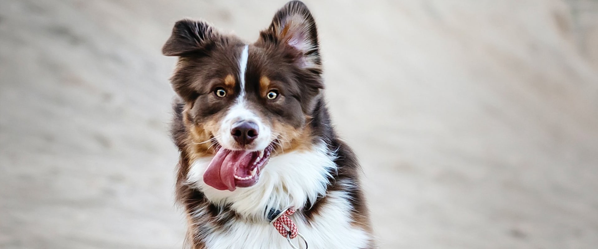 Will cbd oil calm a hyper dog?