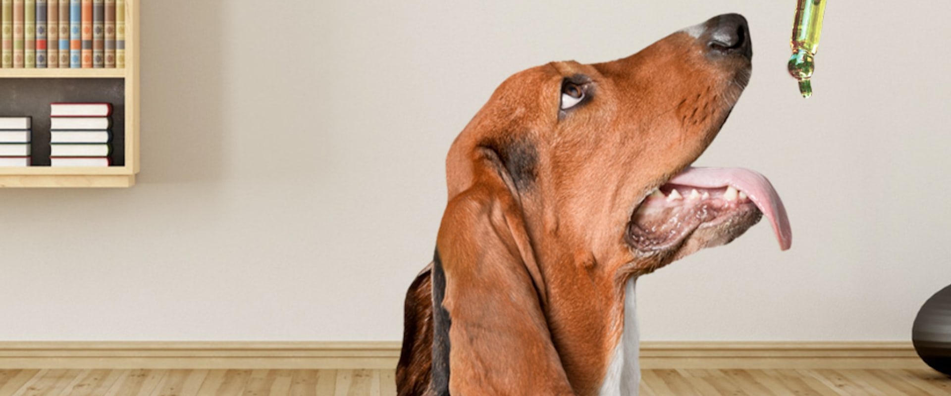 Will cbd oil calm a dog down?