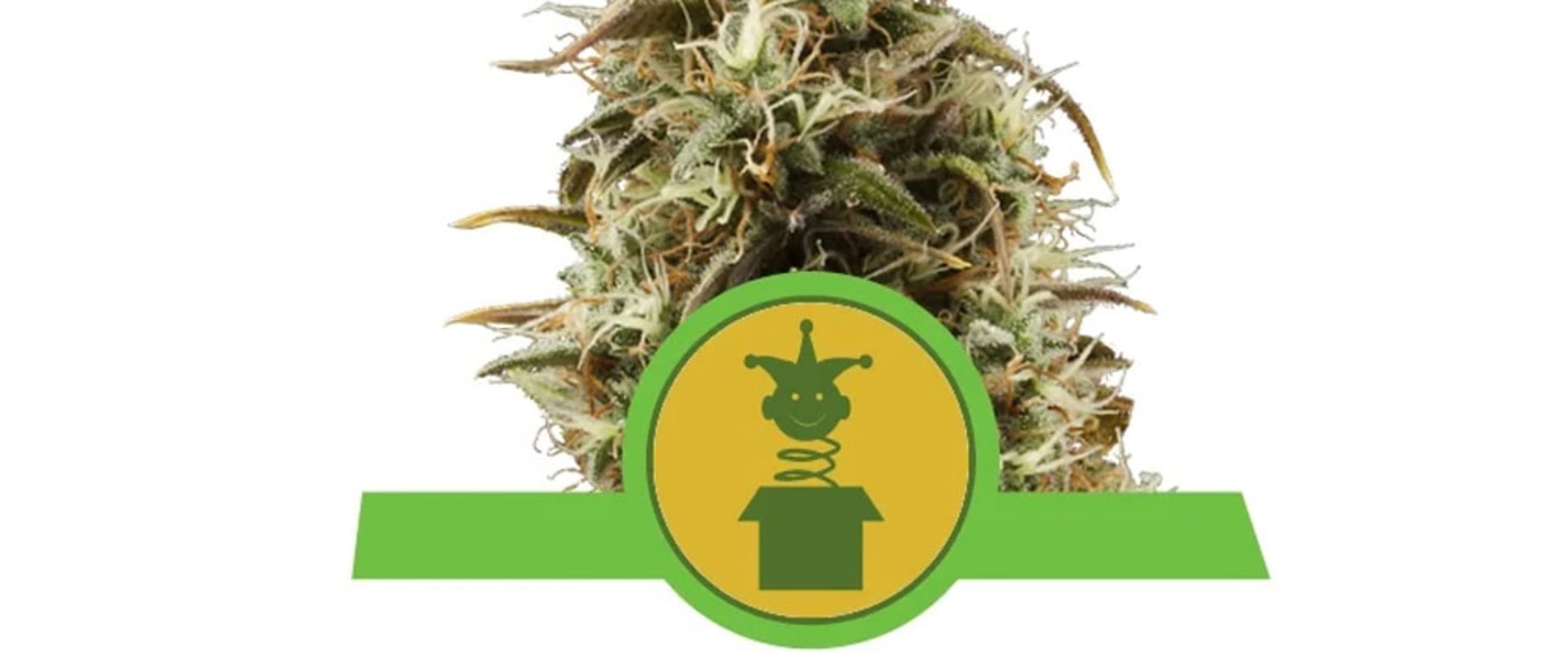 Where to by royal cbd oil?