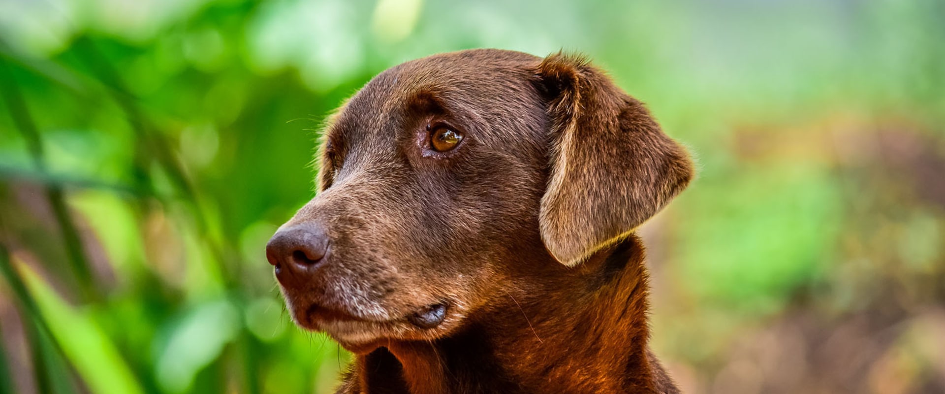 Is cbd good for older dogs?