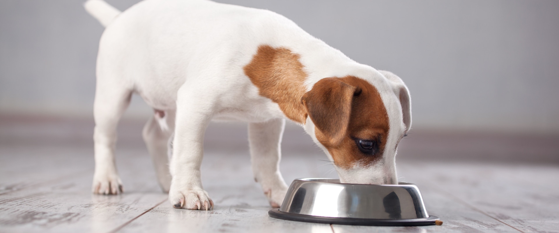Does petsmart carry cbd for dogs?
