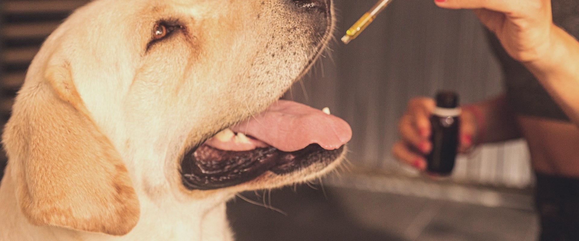 What cbd oil is best for dogs?