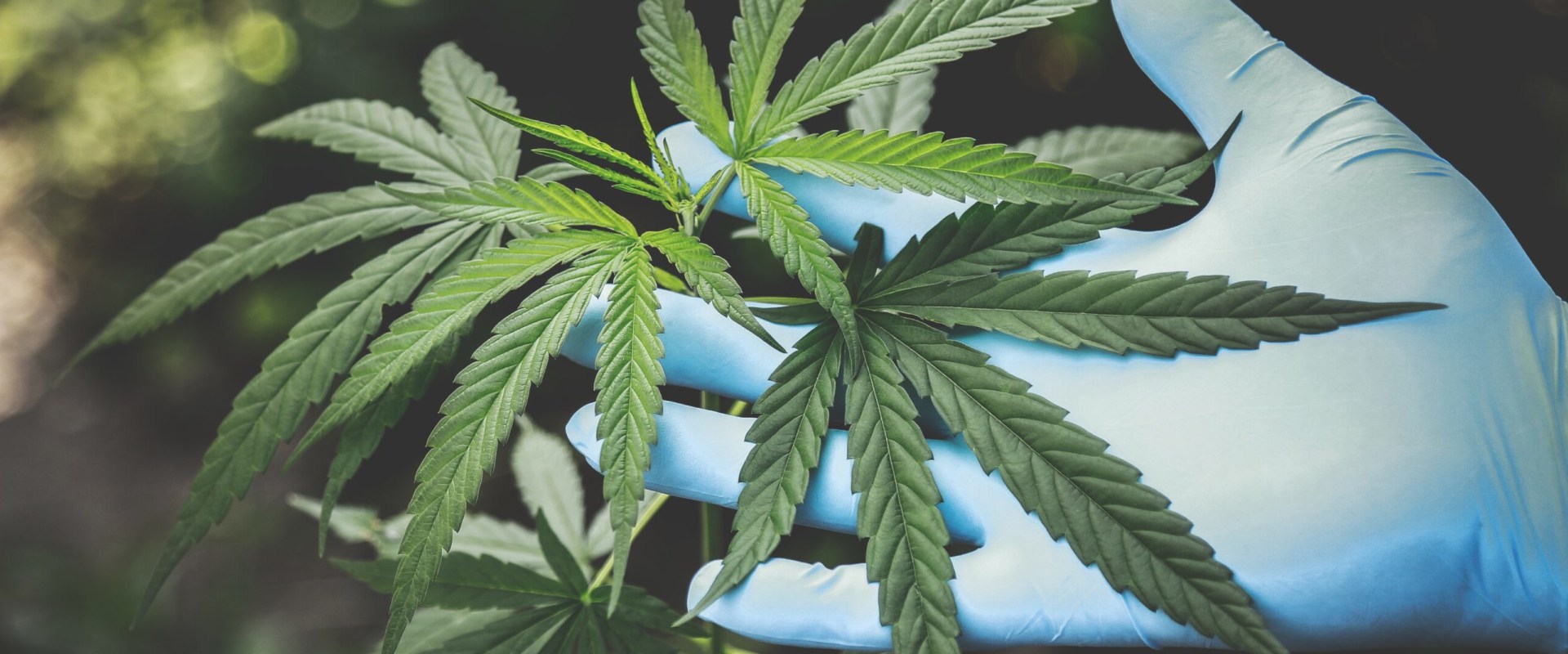 Can cbd become habit forming?