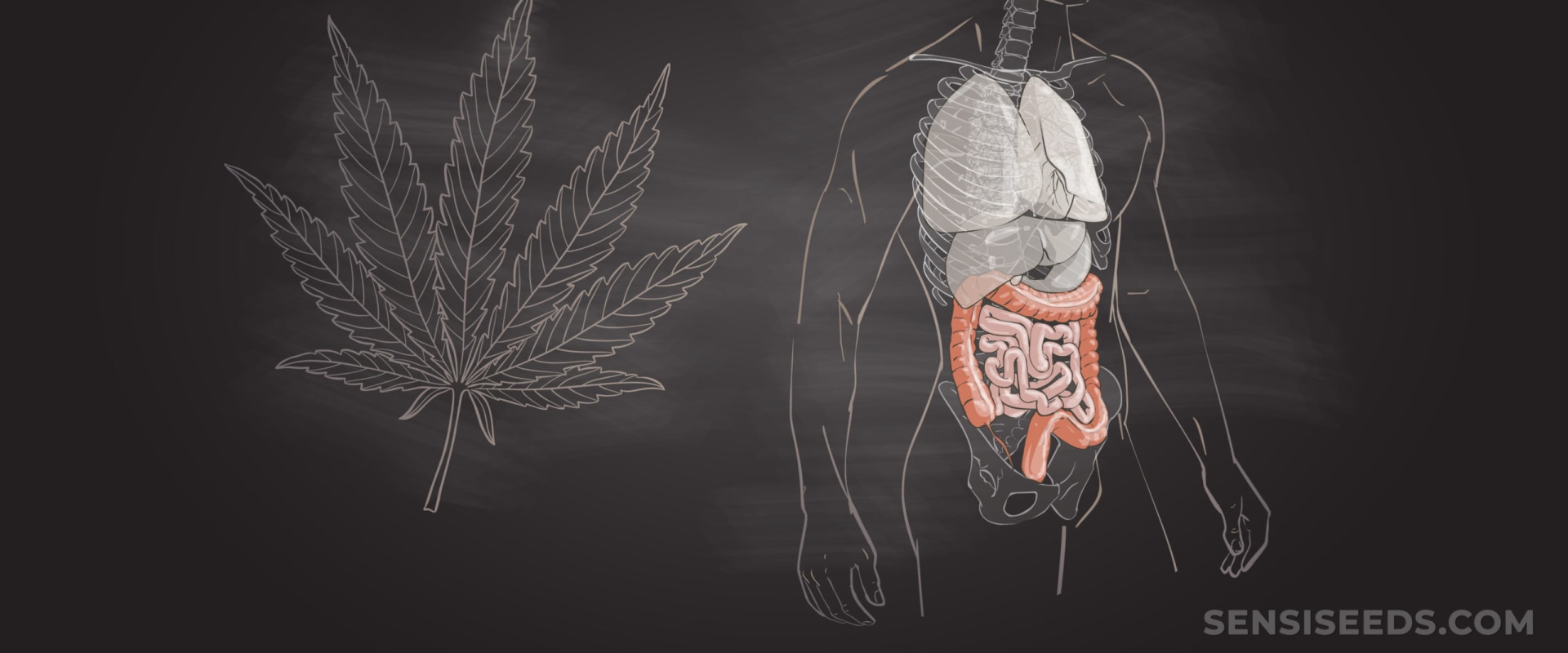 Does cbd slow down digestive system?