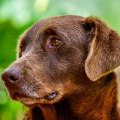 Is cbd good for older dogs?