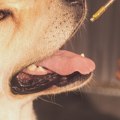 What cbd oil is best for dogs?
