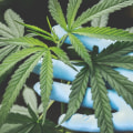 Can cbd become habit forming?