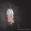 Does cbd slow down digestive system?
