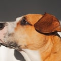 How does cbd oil make a dog feel?