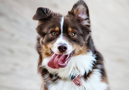Will cbd oil calm a hyper dog?