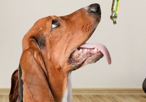 Will cbd oil calm a dog down?
