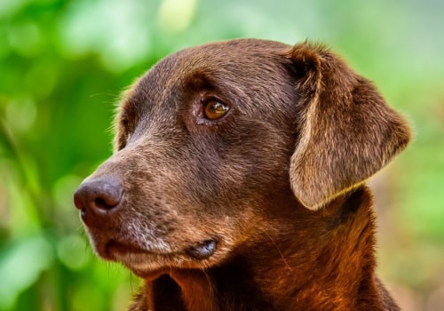 Is cbd good for older dogs?