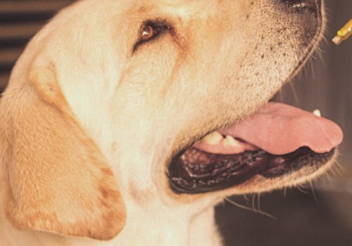 What cbd oil is best for dogs?