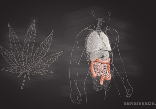 Does cbd slow down digestive system?