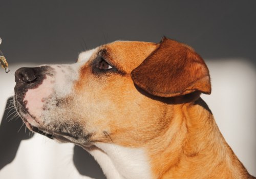 How does cbd oil make a dog feel?